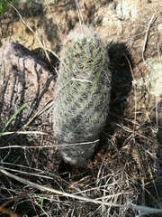 Escobaria chihuahuensis