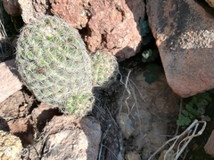 Escobaria chihuahuensis