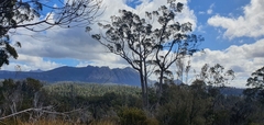 Eucalyptus nitida