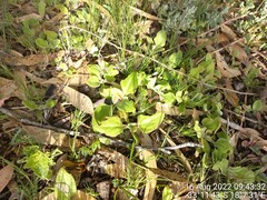 Mesembryanthemum crystallinum