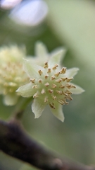 Hedycarya angustifolia