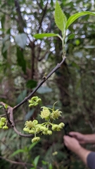 Hedycarya angustifolia