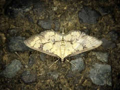 Goniorhynchus exemplaris