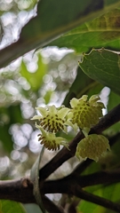 Hedycarya angustifolia