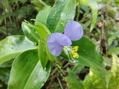 Commelina undulata