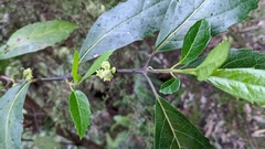 Hedycarya angustifolia