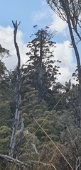 Eucalyptus tasmaniensis