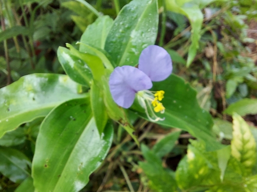 Image of Commelina undulata by (c) Ramesh Shenai Jr., some rights reserved (CC BY)
