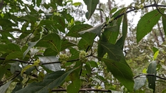 Hedycarya angustifolia