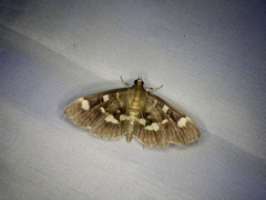 Herpetogramma luctuosalis