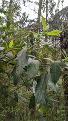 Hedycarya angustifolia