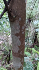 Hedycarya angustifolia