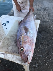 Seriola dumerili
