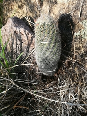 Escobaria chihuahuensis