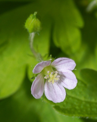 Geranium homeanum