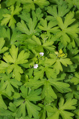 Geranium homeanum