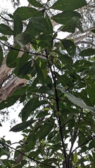 Hedycarya angustifolia