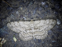 Hypomecis punctinalis conferenda