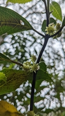 Hedycarya angustifolia