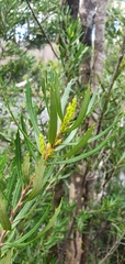 Orites diversifolius