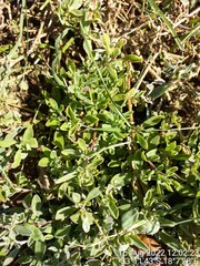 Atriplex semibaccata