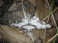 Biston regalis comitata