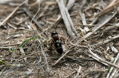 Ronisia
