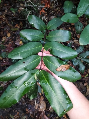 Rusty almond (Aglaia meridionalis)