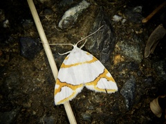Ariolica argentea