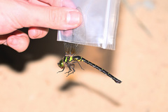 Cephalaeschna klotsae