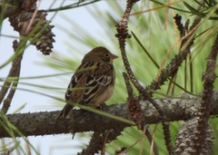 Emberiza hortulana