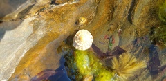 Bembicium