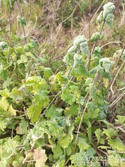 Pseudodictamnus africanus