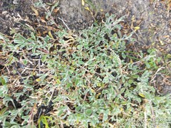 Atriplex semibaccata