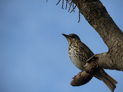 Turdus philomelos clarkei