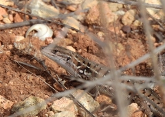 Psammodromus occidentalis