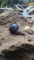 Victaphanta compacta