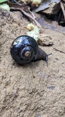 Victaphanta compacta
