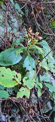 Gesneriaceae