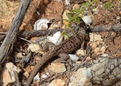 Psammodromus occidentalis