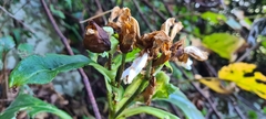 Gesneriaceae