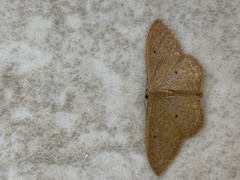 Idaea neglecta