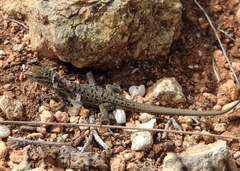 Psammodromus occidentalis