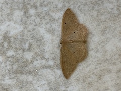 Idaea neglecta