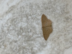 Idaea neglecta
