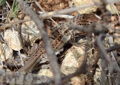 Psammodromus occidentalis