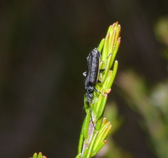 Afronycha albolateralis