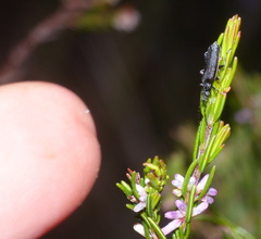 Afronycha albolateralis