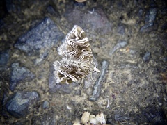 Lobogonodes multistriata