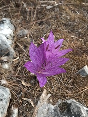 Colchicum macrophyllum